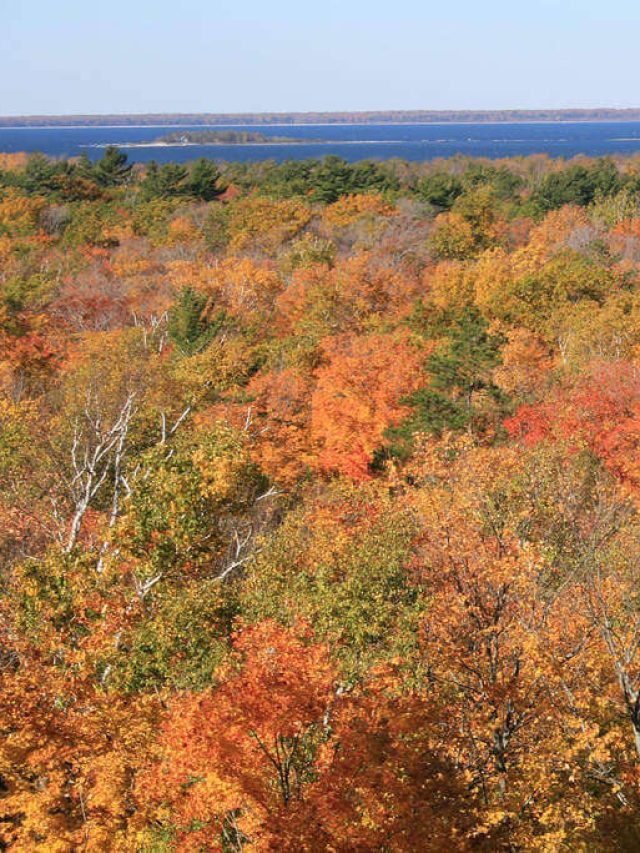 Fall Leaves in Door County