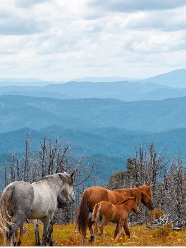 What Not To Miss In Helena Montana-Kids Are A Trip