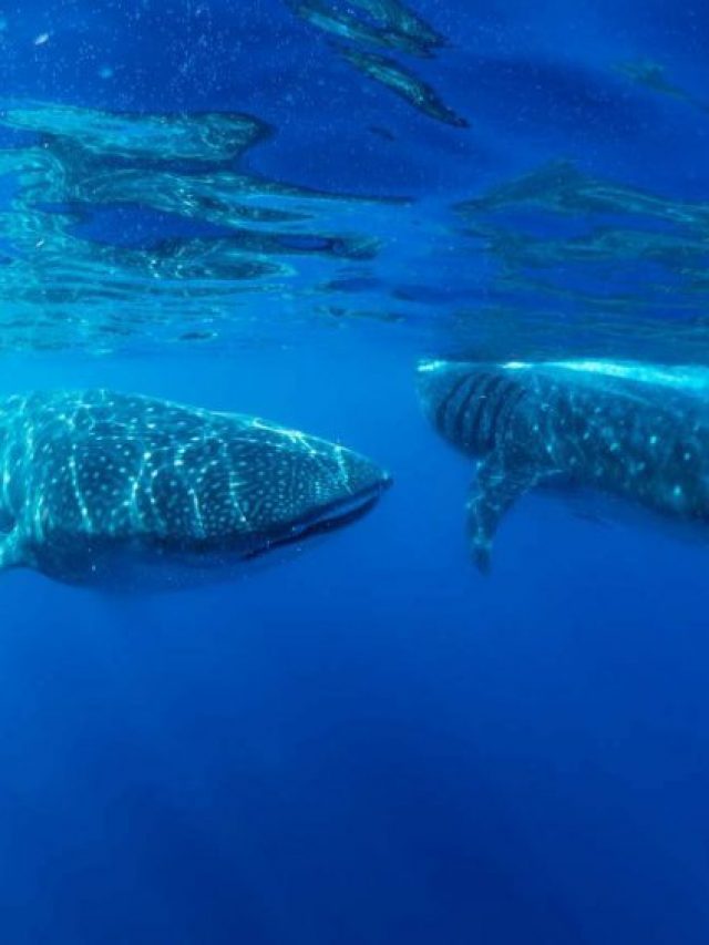 cropped-Best-Things-to-Do-in-Cancun-with-Kids-Swim-with-Whale-Sharks-Kids-Are-A-Trip-e1627072144102.jpg