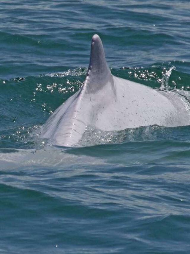 Things to Do in Hong Kong with Kids Pink Dolphin-Kids Are A Trip