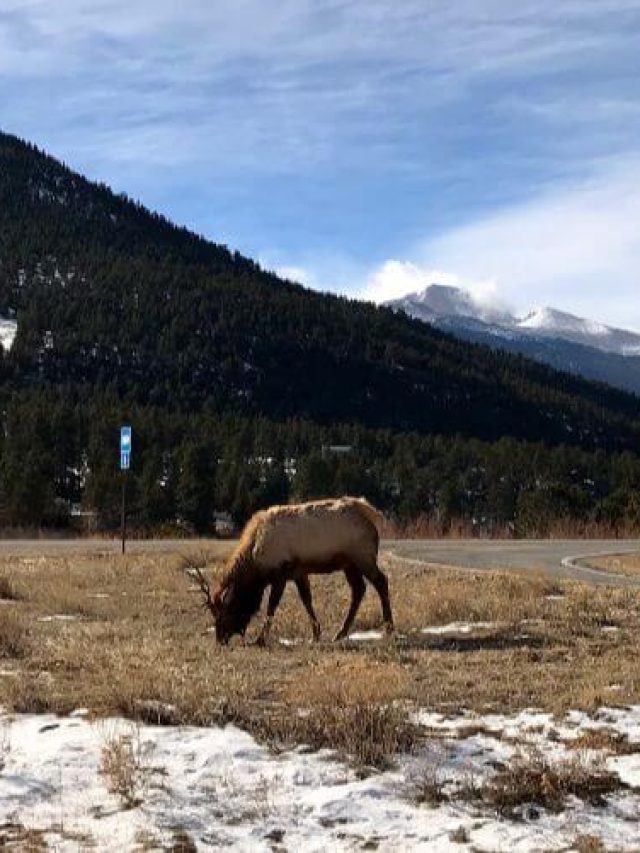 If you're looking for things to do in Estes Park, Colorado with kids, look no more. Here's what to do in Estes Park with kids in the winter. - Kids Are A Trip
