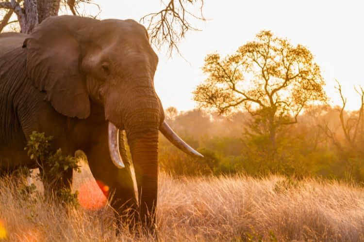 Elephant on Self Drive Safari-Kids Are A Trip