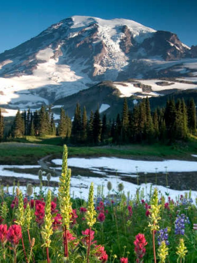 cropped-Mount-Rainier-Wildflowers-Edith-Creek-Kids-Are-A-Trip.jpg