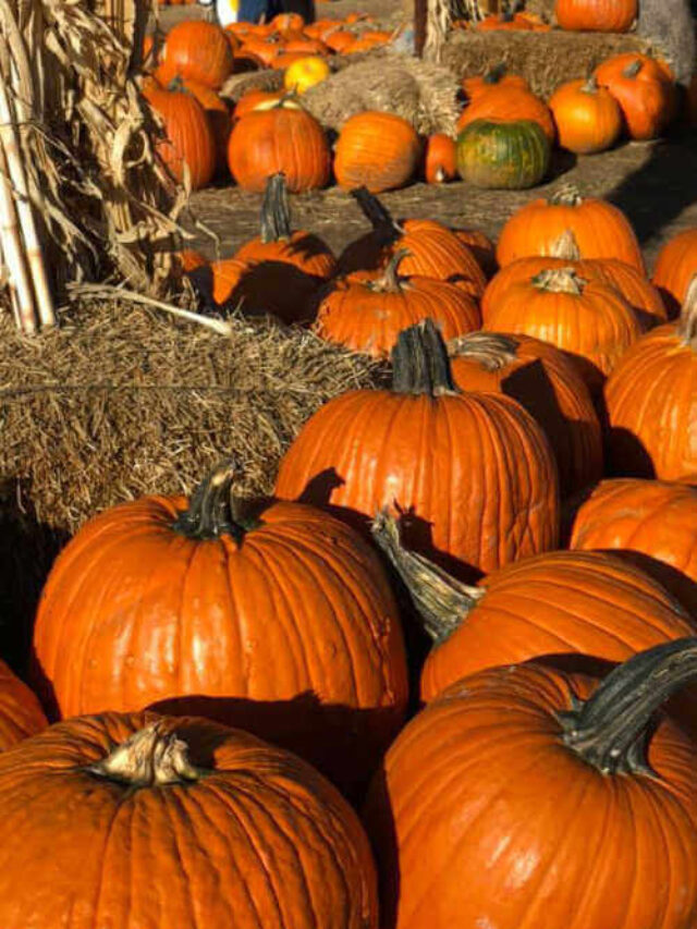 Halls Pumpkin Farm and Corn Maze Grapevine Texas