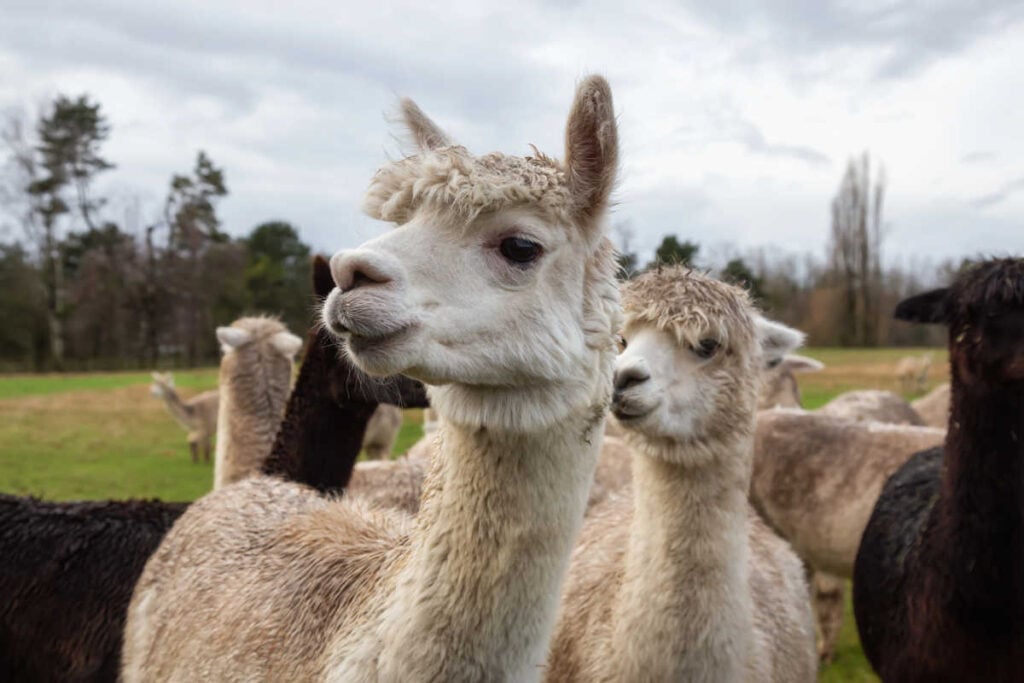 Alpaca Farm Stay Texas