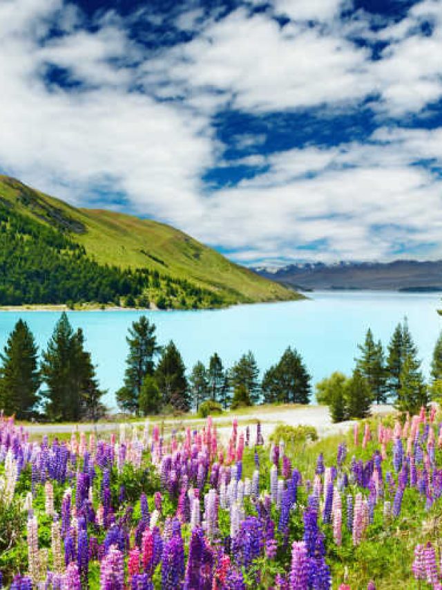 cropped-New-Zealand-mountain-flowers-lake.jpg