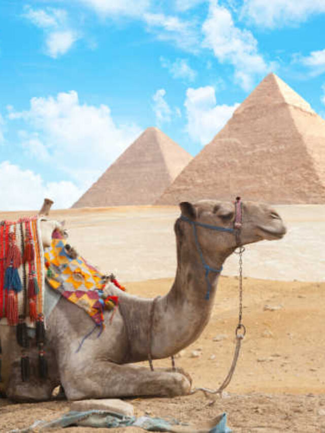 Camel pyramids Giza Egypt