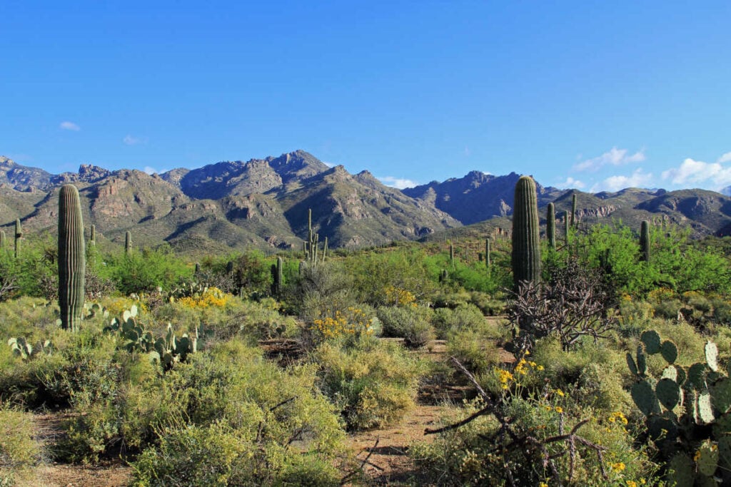Sabino Canyon Arizona