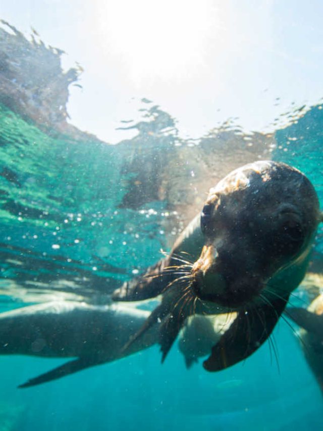 swim with sea lions mexico la paz