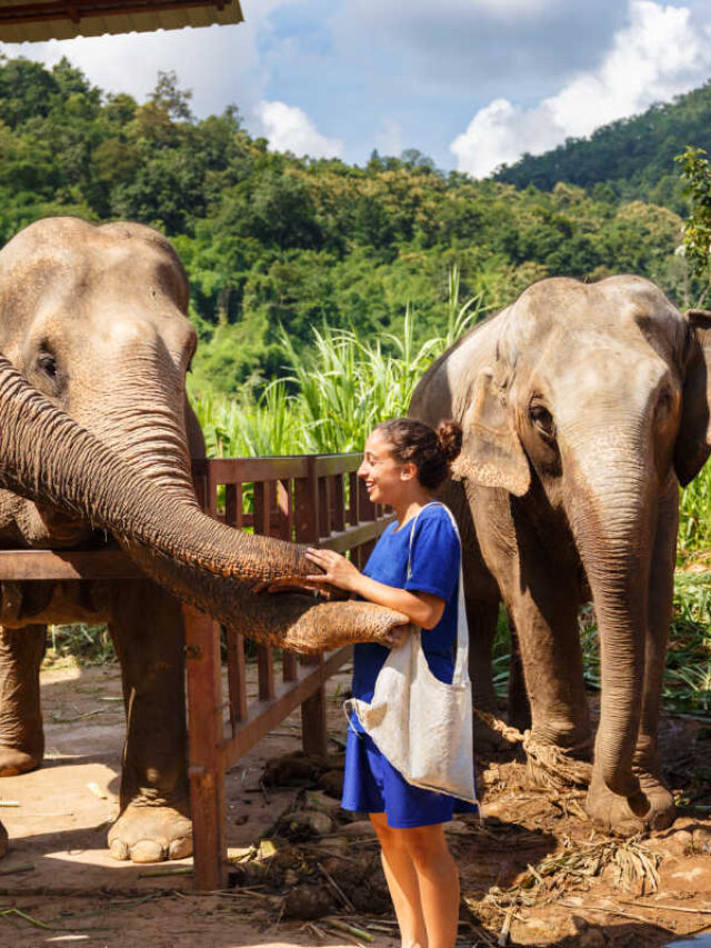 Elephant Sanctuary Chiang Mai