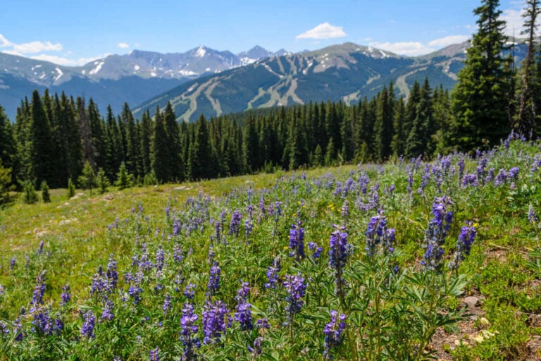 Gore Range Trail near Copper Mountain Colorado