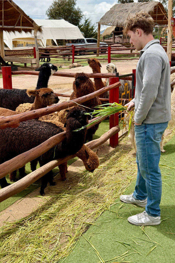 Feeding Llamas Alpacas Peru