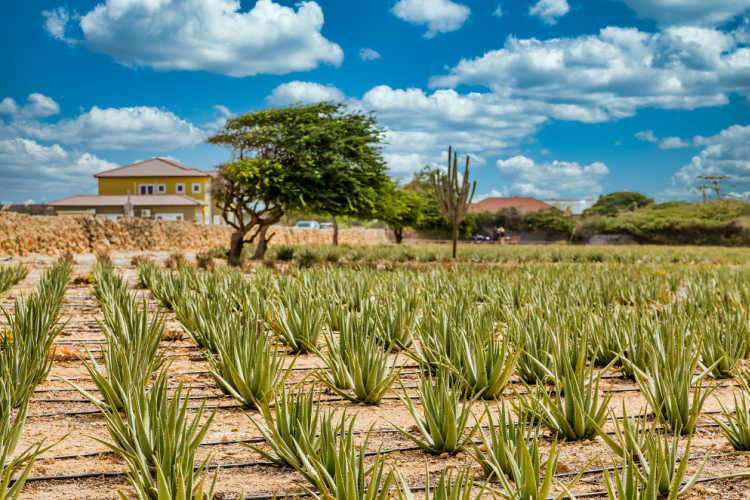 Aloe vera tour Aruba family vacation