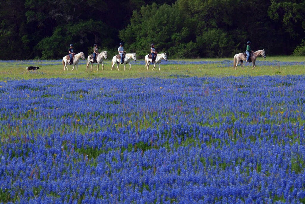 Blisswood horses bluebonnets_CreditSkeeterHagler4