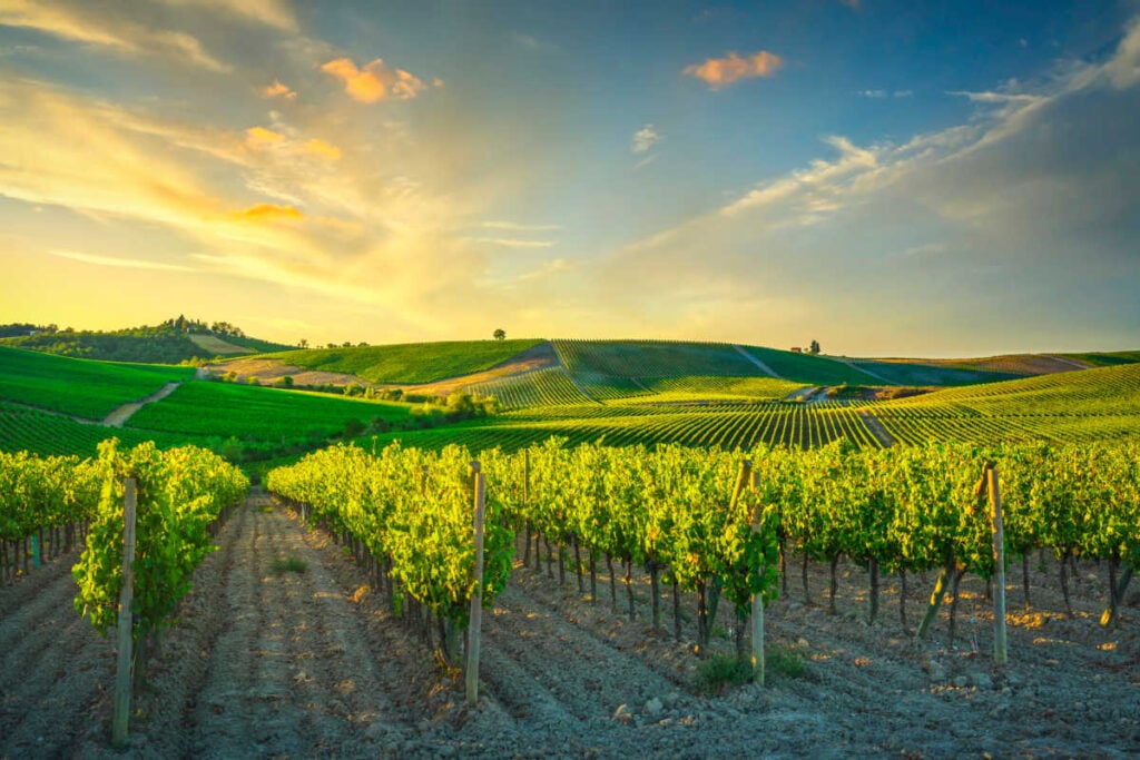 Chianti vineyards