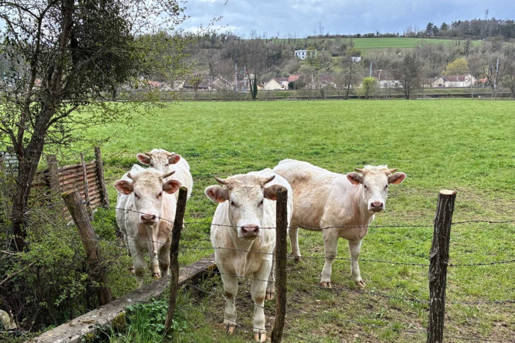 Cow in pasture