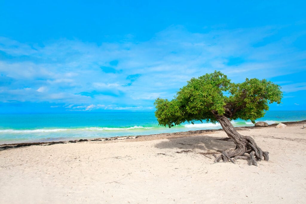 Eagle Beach Aruba Girls Trip