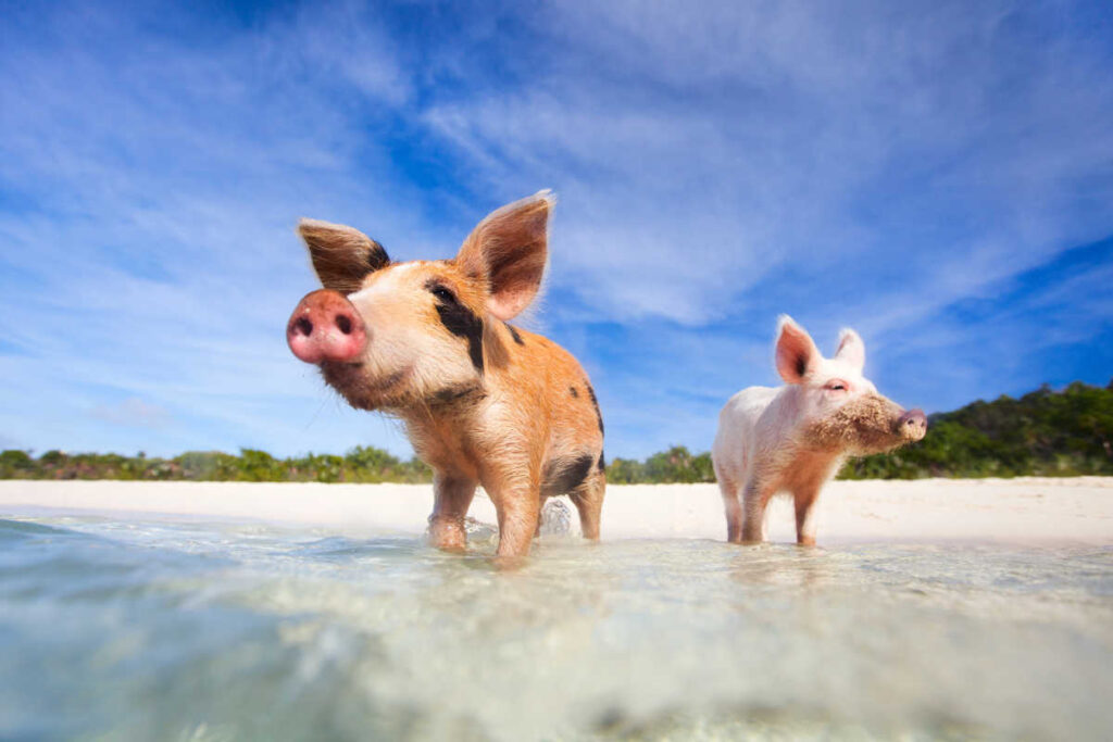 Exuma Bahamas swimming with pigs