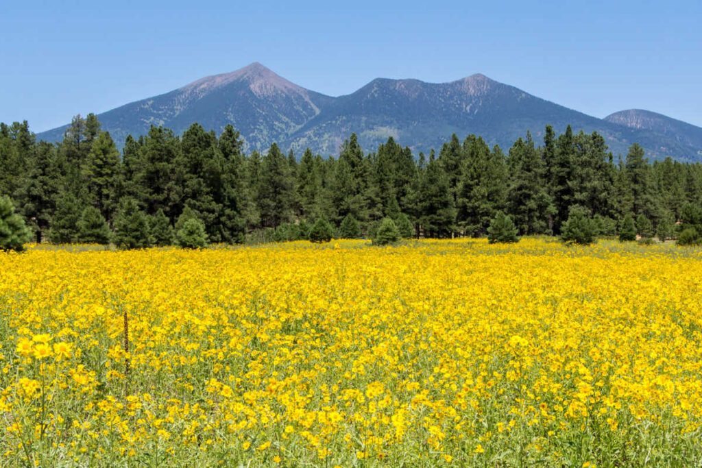 Flagstaff arizona