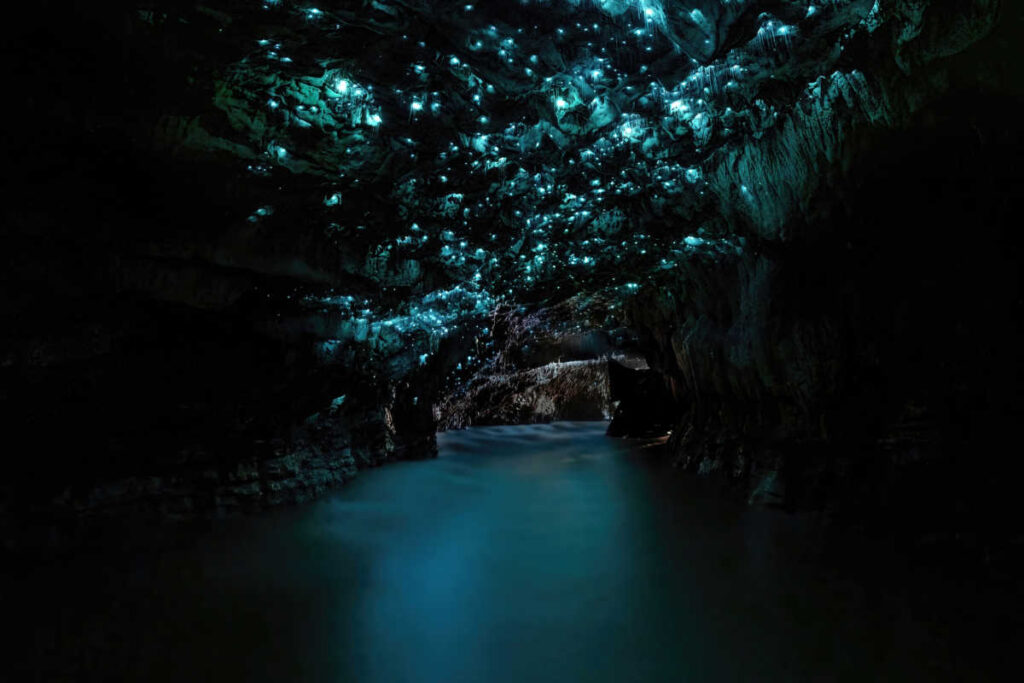 Waitomo Glow worm caves