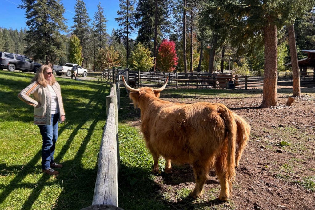 Highland Cattle Alpine Falls Ranch
