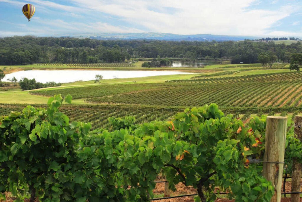 Hunter Valley Vineyard