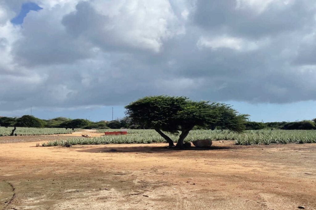 Aruba Aloe Vera Farm