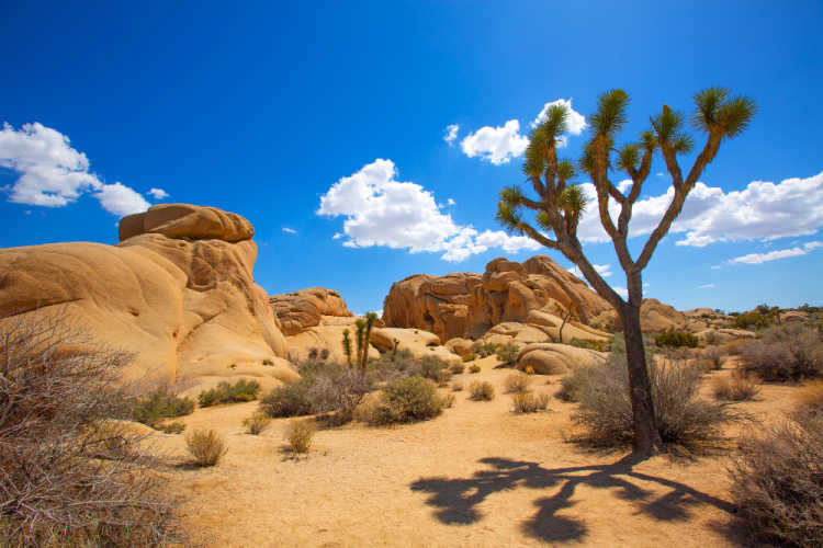 Joshua Tree NP