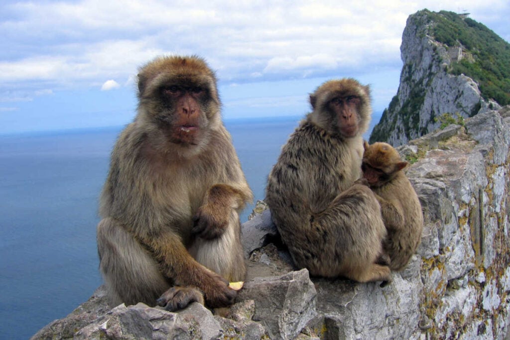 Monkeys at Rock of Gibraltar