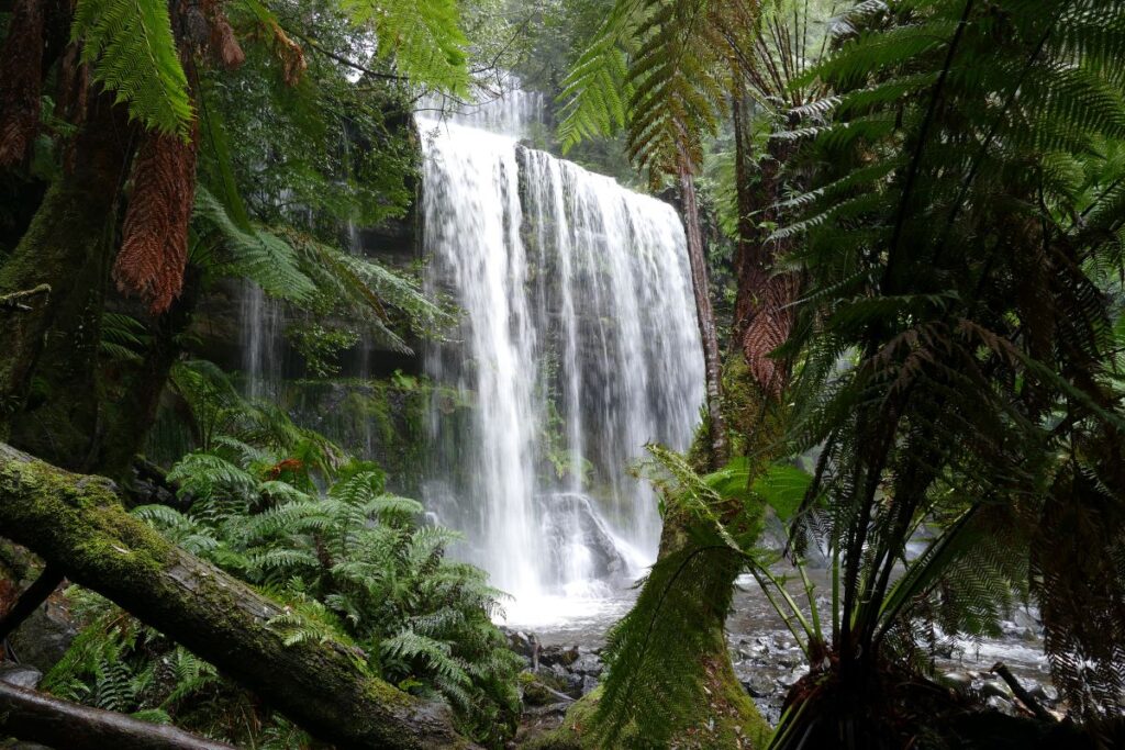 Mount Field Curious Campers