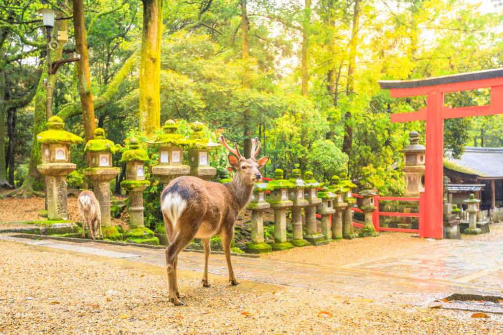Nara Deer Park Japan