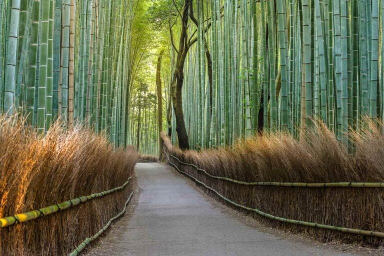 Planning a family trip to Japan - Kids Are A Trip