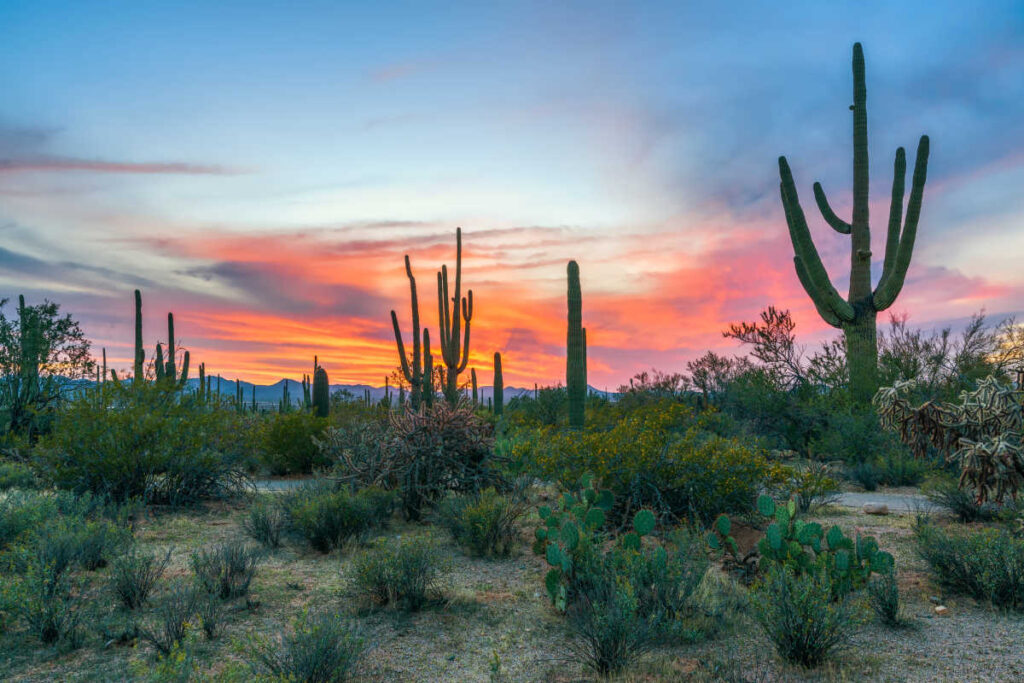 Saguaro National Park Family Reunion