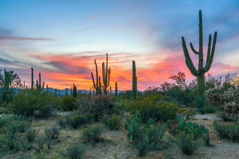 Saguaro National Park Family Reunion