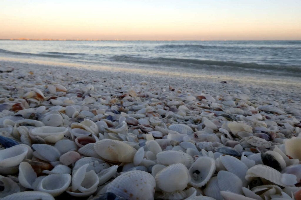 Sanibel island seashells