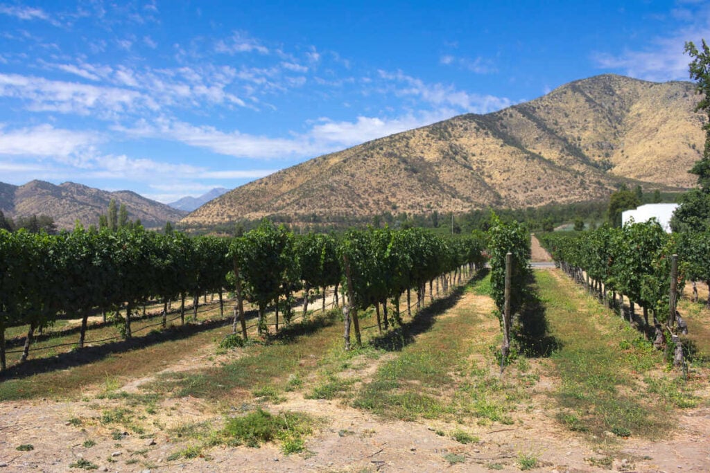 Santa Rita Vineyard Chile