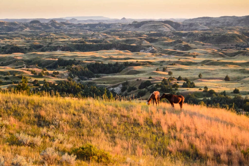 Theodore Roosevelt National Park