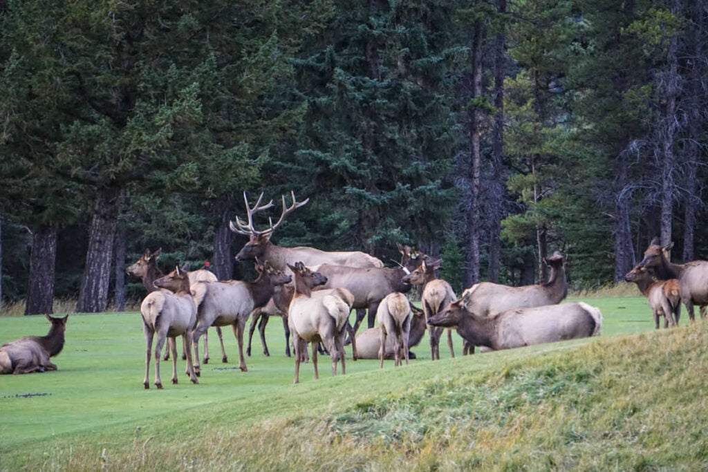 Wildlife in Banff National Park-2