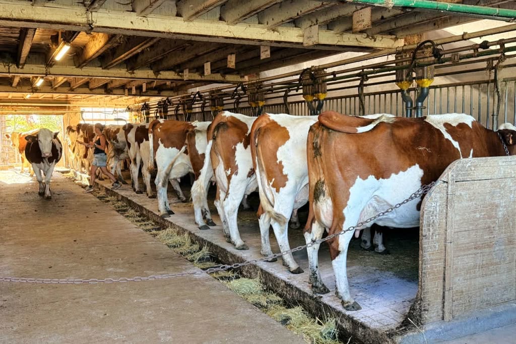 Cow milking barn