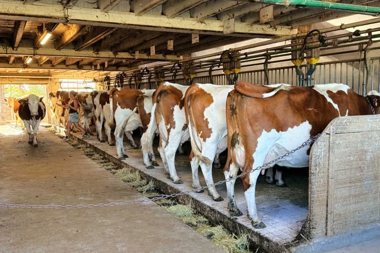 Cow milking barn