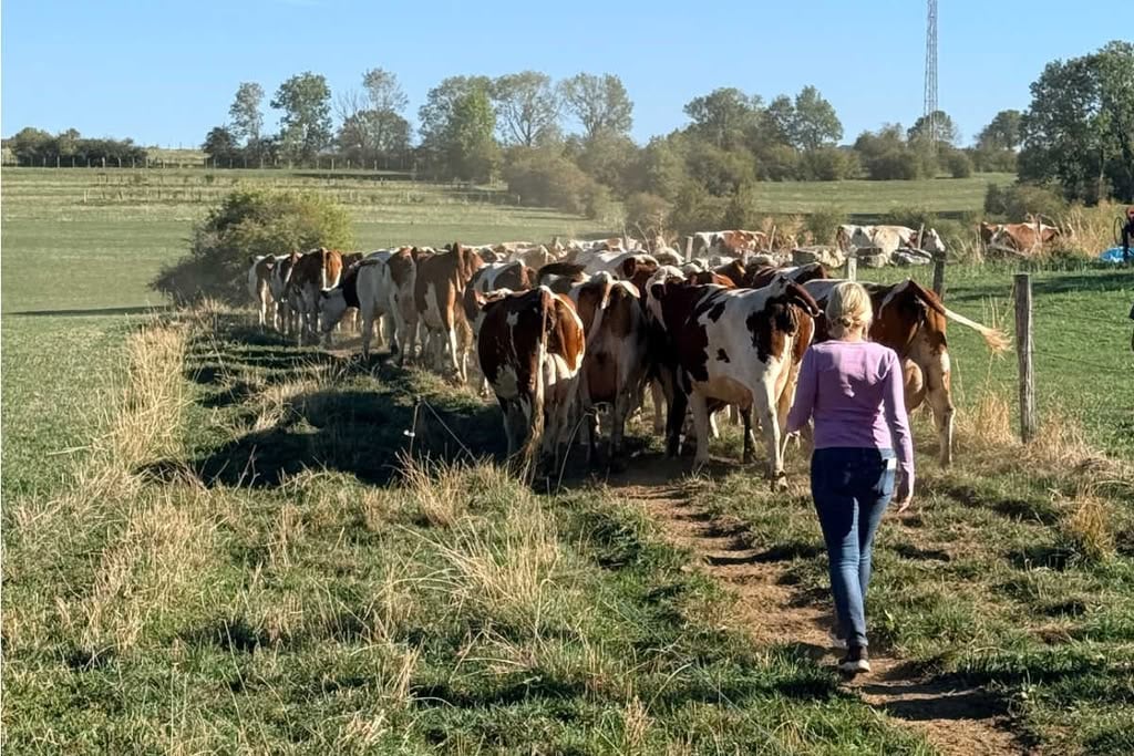 Walking cows to barn